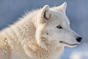 Obraz premium Cute arctic Wolf portrait, wild animal concept, generative ai