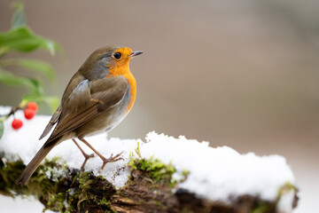 Adult Robin (erithacus rubecula) perched on a snowy log with a wintery, white background - Yorkshire, UK in Winter