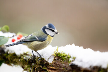 Vibrant blue and yellow Blue Tit (Cyanistes caeruleus) perched on a snowy log in Winter. Yorkshire, UK, December - obrazy, fototapety, plakaty