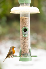 Robin (erithacus rubecula) is feeding at a bird feeder filled with sunflower hearts in a garden...