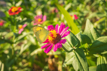 Close up of yellow butterfly (lemon Emigrant or Common Emigrant Butterfly) on pink flower (elegant zinnia flower) with blurred green garden background