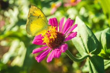 Close up of yellow butterfly (lemon Emigrant or Common Emigrant Butterfly) on pink flower (elegant zinnia flower) with blurred green garden background
