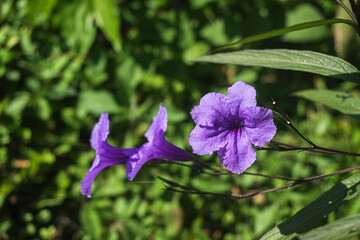 Close up of Ruellia simplex (Mexican Wild Petunia) on blurred green garden background