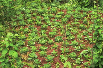 Vegetable growing area