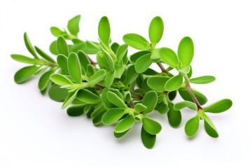 Thyme leaves icon on white background 