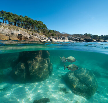 Atlantic ocean seascape, coastline with rocks and fish underwater, Spain, split view over and under water surface, natural scene, Galicia, Rias Baixas, Bueu
