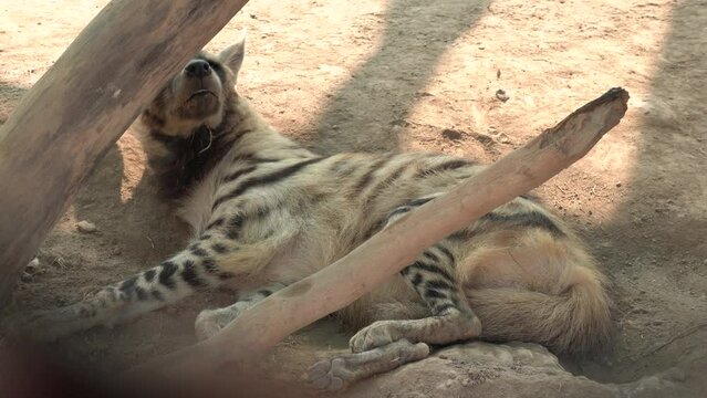 Portrait of Arabian striped hyaena