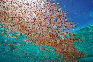 Aggregation of red seaweed Asparagopsis armata in tetrasporophyte stage floating on the water surface, seen from underwater, Atlantic ocean, natural scene, Spain, Galicia
