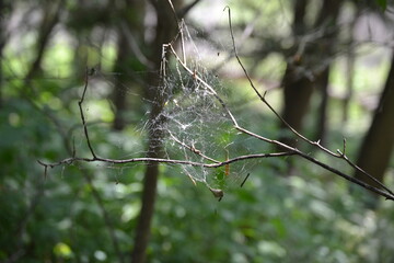 spider web with dew drops