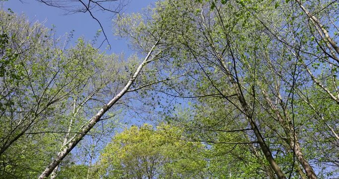 new green foliage on deciduous trees in the forest in the spring season, different trees in the forest in the spring