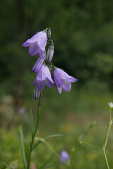 Beautiful mountain flowers bluebells on the meadow.