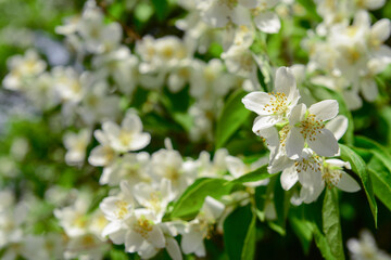 Obraz na płótnie Canvas Beautiful jasmine flowers blooming outdoors, closeup