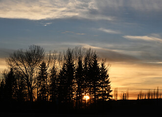 Golden sunset behind silhouetted trees in Edmonton, Alberta Canada