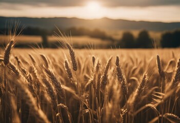 A wheat field border