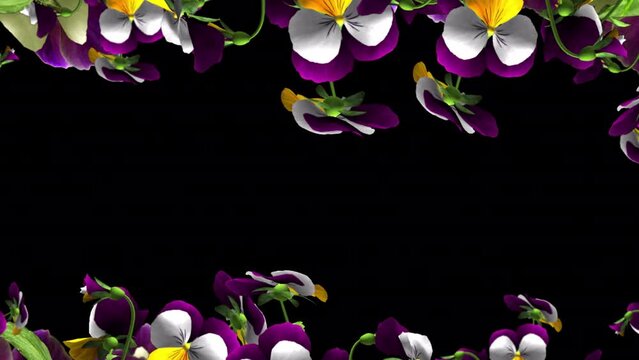 Colorful Pansy Flowers - Transition Screen - III - Artistic naturalistic 3D animation isolated on transparent background wit alpha channel
