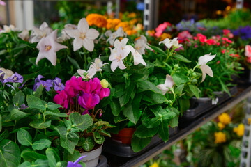 Fototapeta na wymiar Shelf with beautiful flowers in shop, closeup
