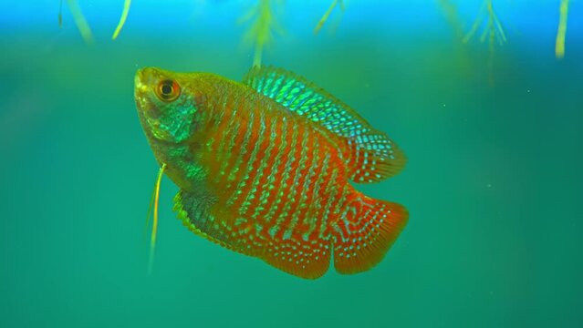 Dwarf Gourami, Colisa lalia, small, brightly colored freshwater fish. Peaceful small community fish. Live in  heated aquarium. Anabantoids, breathe air with a labyrinth organ. Tropical fish home hobby