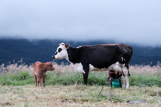 Hombre orde&ntilde;ando la vaca al aire libre mientras la vaca esta acompa&ntilde;ada de cr&iacute;a  