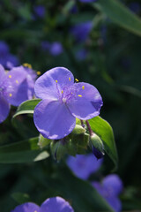 Beautiful blue flowers in the park.