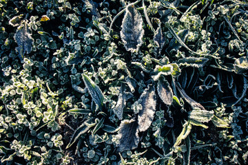 Frost and ice nature details