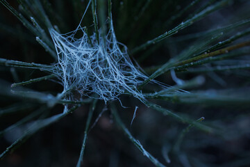 Forest in Wintertime details