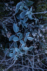 Forest in Wintertime details