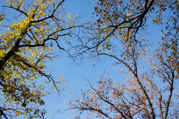 Forest in Wintertime details