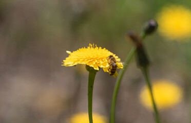 bee in garden
