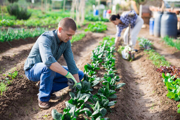 Focused man working on vegetable garden on spring day, harvesting organic green spinach grown in his smallholding