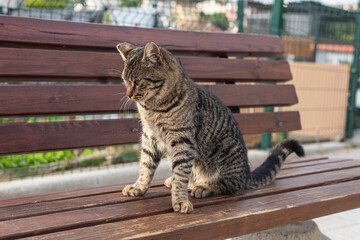 Street cat of Istanbul city.