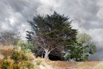 albero pino marittimo 