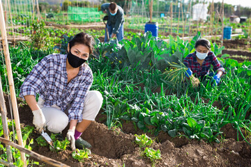 Workers wearing face mask for prevention corona virus and caring for plants in vegetable garden