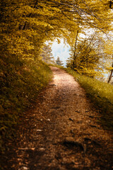 Obraz premium Footpath in autumn forest nature scene