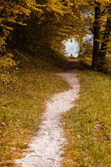 Footpath in autumn forest nature scene