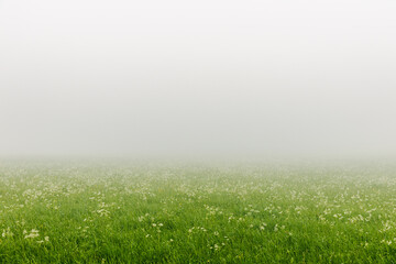 Grassland in a foggy morning. Landscape with green grass and flowers.