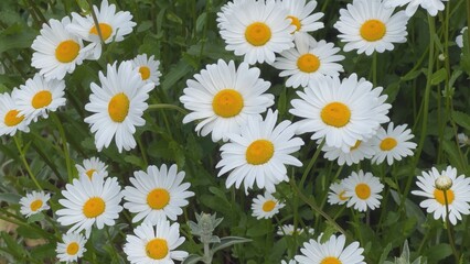 White daisies in the meadow on a summer day.
