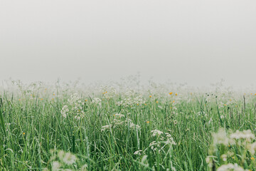 Obraz premium Grassland in a foggy morning. Landscape with green grass and flowers.
