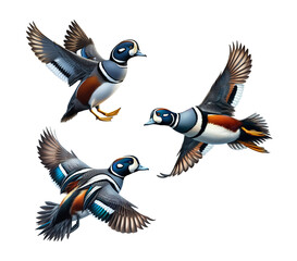 A set of Harlequin Ducks flying on a transparent background