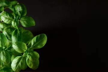 Fotobehang Fresh green basil on black background, closeup © Pixel-Shot