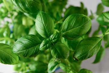 Fresh green basil on white background, closeup