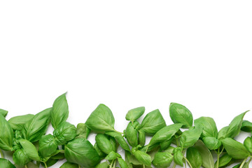 Fresh green basil on grey background