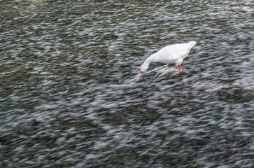Goose eating in a river
