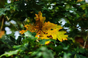 Golden autumn foliage on trees, selective focus