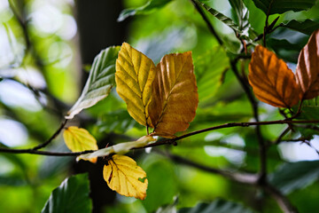 Golden autumn foliage on trees, selective focus