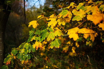 Golden autumn foliage on trees, selective focus