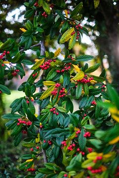 Winterberry holly tree branch, daylight, selective focus