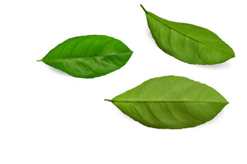 Lemon leaf with shadow. Transparent background . 