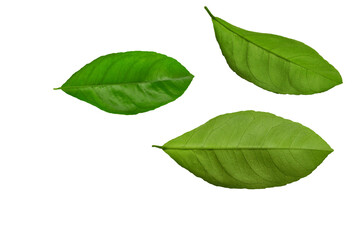 Green lemon leaves on a transparent background No shadow. 