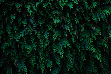 Evergreen leaves texture, dark and green background