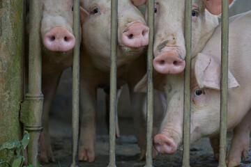 piglets, in a stall behind bars, close-up